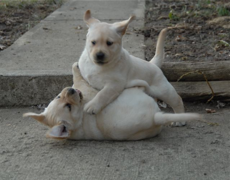 pictures of puppies playing. PUPPIES